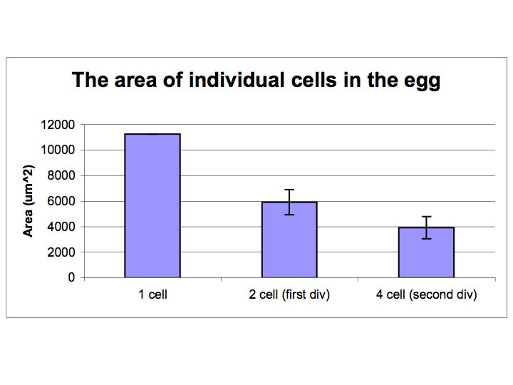 Individual Cell Crossectional Area