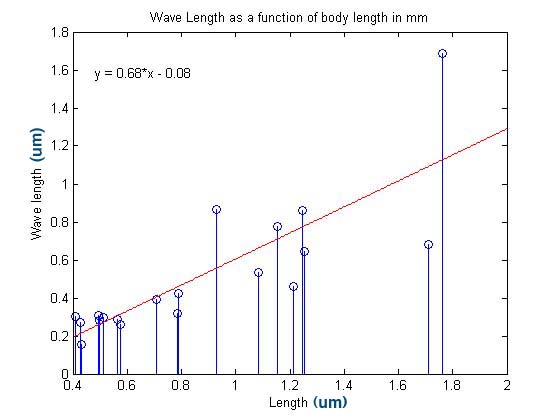 Correlation of Wavelength of Swim Pattern with Worm Length